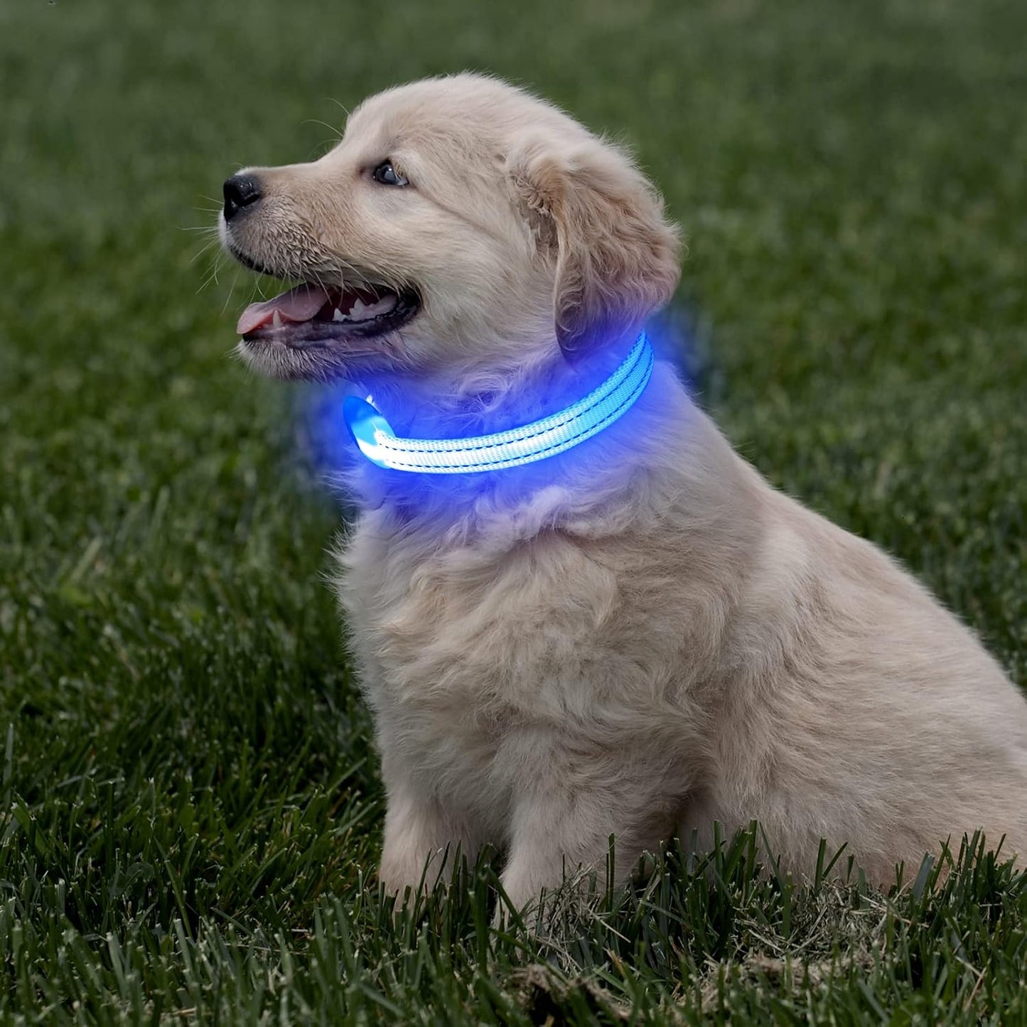 Rechargeable LED Dog Collar – Reflective Light-Up Safety Collar for Small Dogs & Cats