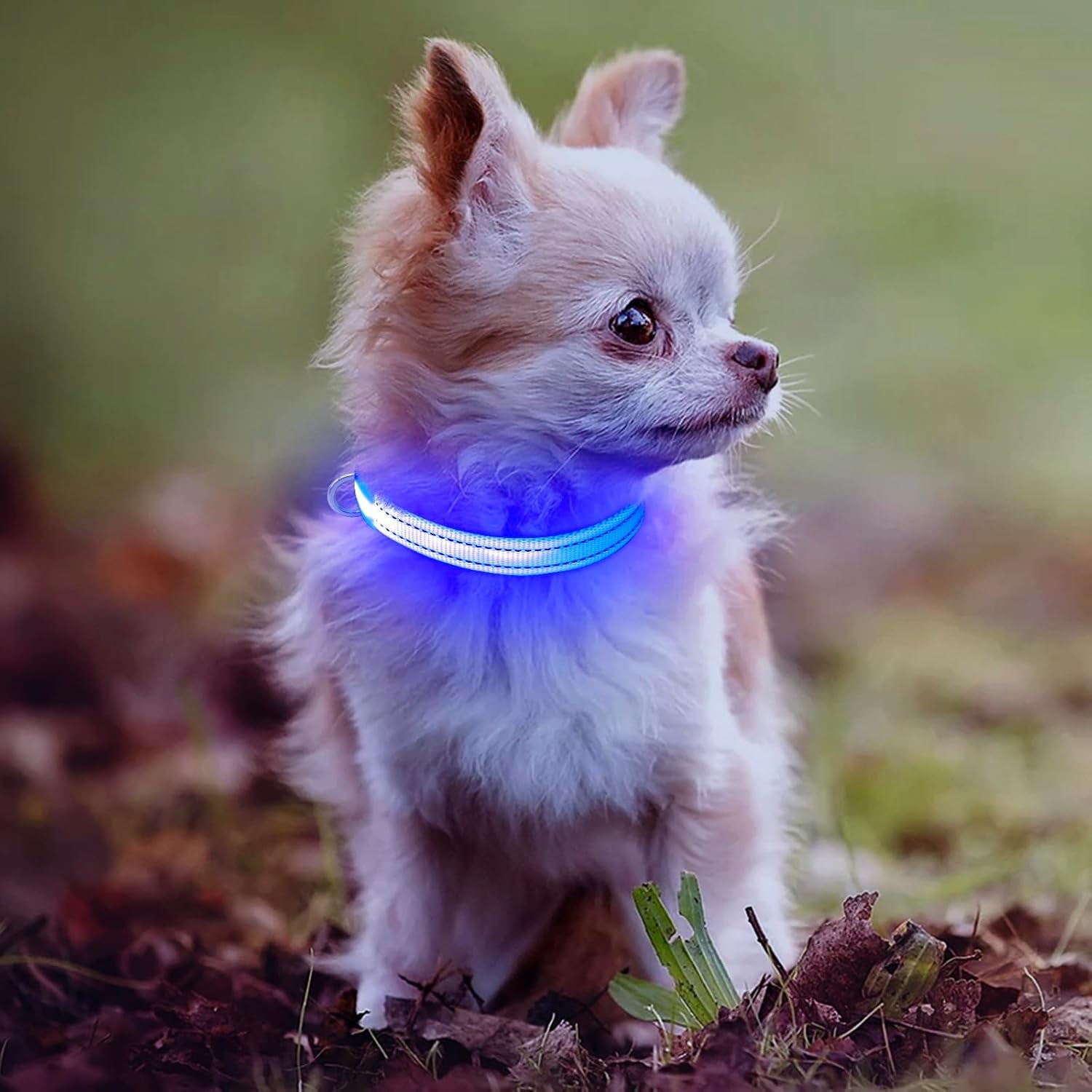 Rechargeable LED Dog Collar – Reflective Light-Up Safety Collar for Small Dogs & Cats